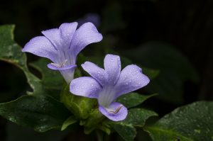 барлерия