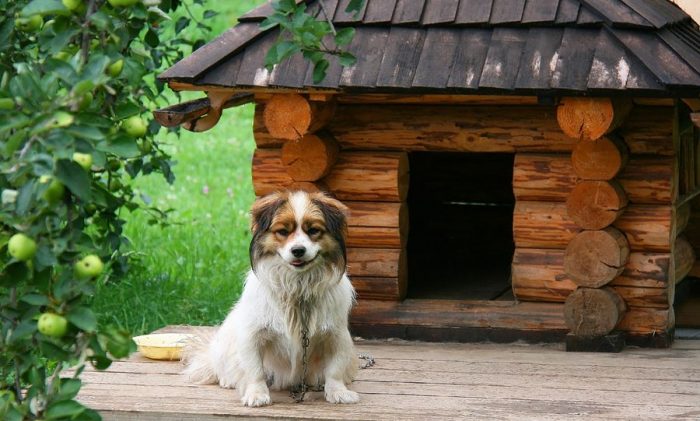 Домашние животные на даче должны жить в достойных условиях