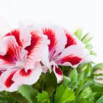 Уход за королевской геранью в домашних условиях