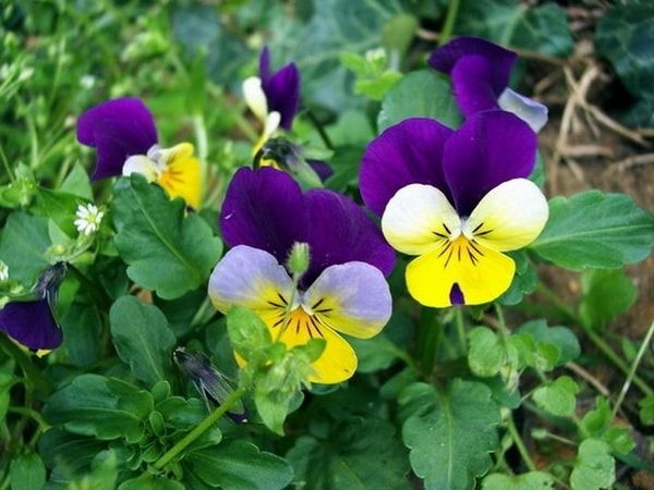 Фиалка трехцветная