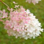 Гортензия фрайз мельба: описание сорта и уход
