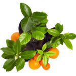 Как вырастить грейпфрут в домашних условиях