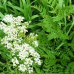 Анис обыкновенный: полезное растение с приятным вкусом и ароматом