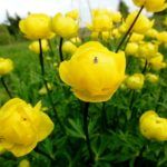 Описание купальницы европейской