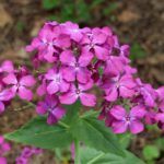 Лунария — удивительный сухоцвет