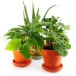 Какие комнатные растения ядовитые