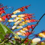 Цветок мина: описание и выращивание