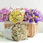 Цветы-сухоцветы: названия и краткое описание