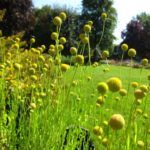 Цефалофора — ароматное растение семейства Астровых