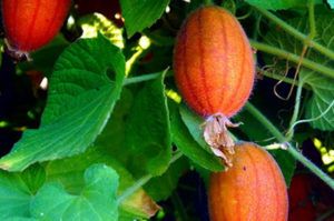 Тладианта сомнительная: удивительный красный огурец со сладким вкусом