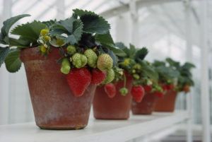 Вьющаяся или ампельная клубника: правильный уход и выращивание