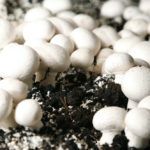 Компост для шампиньонов своими руками