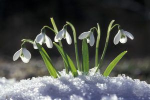 Приметы 6 Марта: сегодня можно узнать какая будет весна