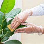 Почему желтеют и опадают листья у фикуса: спасаем растение