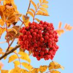 Рябина Невежинская: особенности посадки и ухода