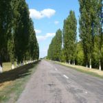 Выращиваем декоративный тополь на дачном участке