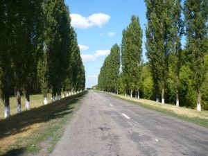 Выращиваем декоративный тополь на дачном участке