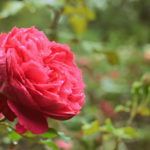 Роза Вильям Шекспир: особенности сорта