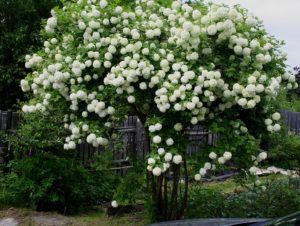 Посадка калины бульденеж, ее применение в ландшафтном дизайне