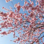 Как выращивать декоративный миндаль