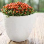 Нертера: особенности ухода за декоративной культурой