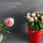 Описание тюльпана Айс Крим