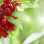 Лучшие сорта колоновидных черешен для разного климата