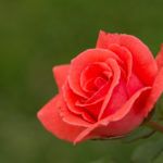 Голландские розы: описание, особенности выращивания