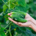 Огурцы Кураж: описание и посадка