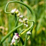 Правила посадки и выращивания многоярусного лука