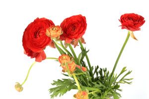 Садовый лютик: выращивание и уход