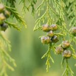 Кипарисовик горохоплодный: посадка и уход