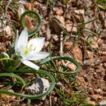 Лечебные свойства и применение индийского лука