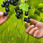 Размножение смородины: поддержание высокого урожая