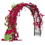Описание сортов плетистых роз