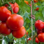 Лучшие сорта и выращивание голландских томатов