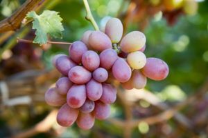 Сортовые особенности и характеристики винограда Виктор
