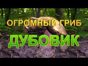Дубовик: описание гриба