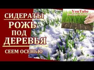 Как возделывать и выращивать озимую рожь