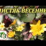 Описание и свойства чистяка весеннего