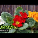 Описание первоцвета примулы  и  полезных свойств