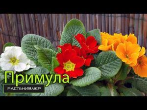 Описание первоцвета примулы  и  полезных свойств