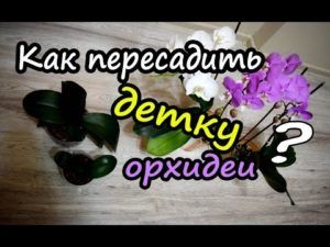 Как размножить орхидею в домашних условиях: 5 способов