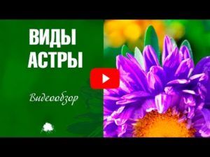Лучшие однолетние и многолетние сорта астр