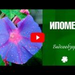 Описание ипомеи: лучшие сорта