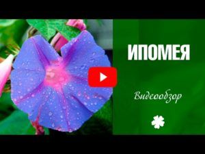 Описание ипомеи: лучшие сорта