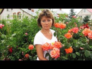 Выбираем лучшие сорта зимостойких роз