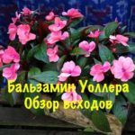 Выращиваем Бальзамин Уоллера: особенности посадки и ухода
