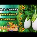 Описание сортов белых баклажанов