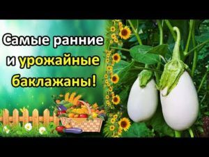 Описание сортов белых баклажанов